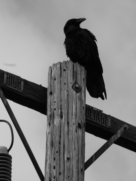 Morning Raven: Black and white photograph by Jonathan Yungkans